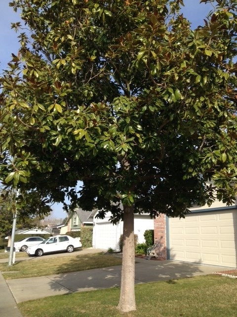 Magnolia grandiflora 'Southern Magnolia' Standard - 24" Box