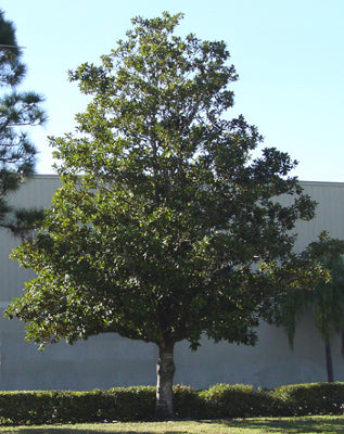 Magnolia grandiflora 'Southern Magnolia' Standard - 24" Box
