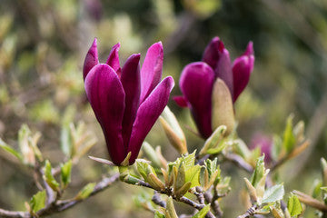 Magnolia x soulangeana liliiflora purple - 24" Box 