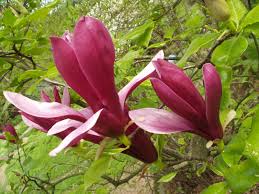 Magnolia x soulangeana liliiflora purple - 24" Box 