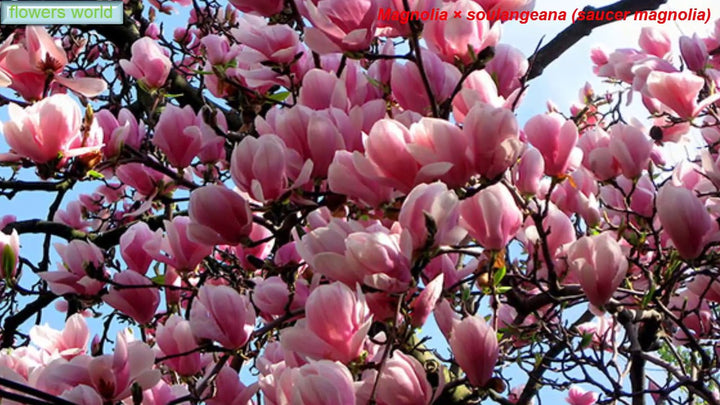 Magnolia x soulangeana 'Saucer Magnolia' - 24" Box 
