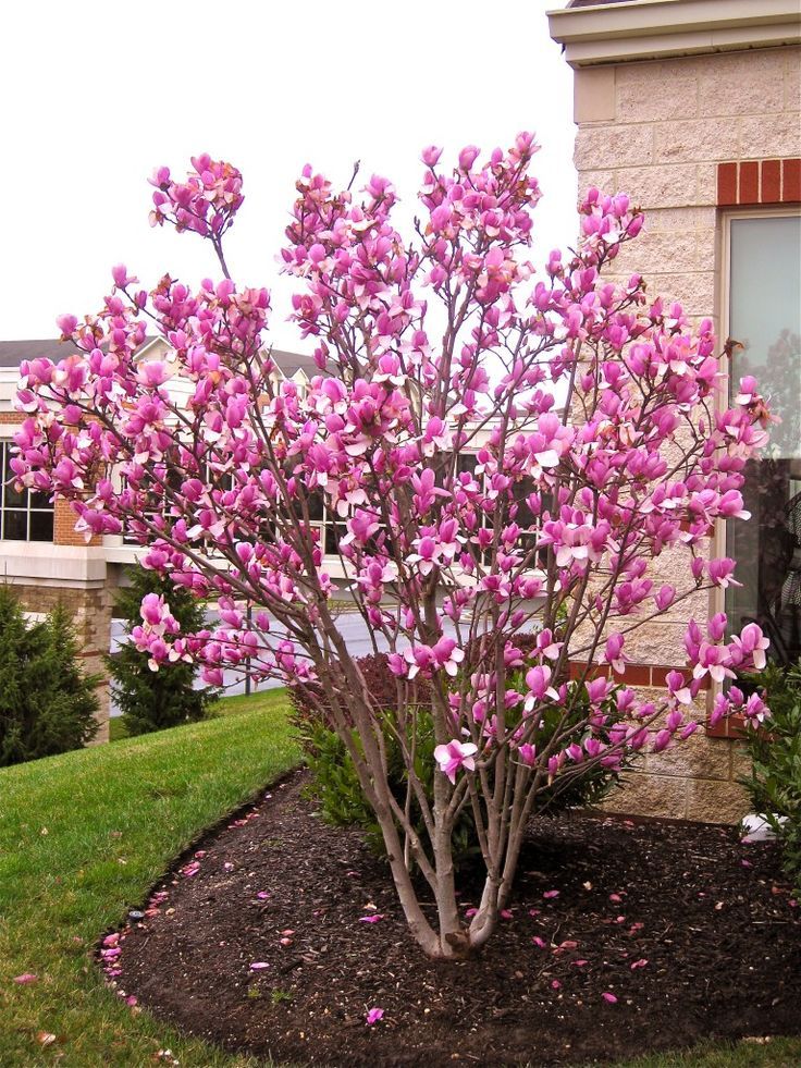 Magnolia x soulangeana 'Saucer Magnolia' - 24" Box 