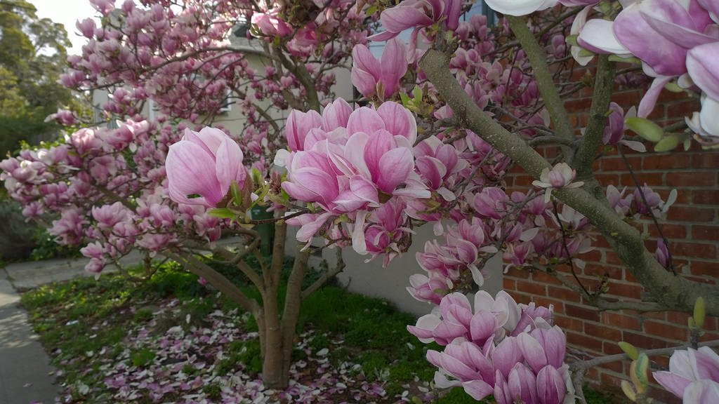 Magnolia x soulangeana 'Saucer Magnolia' - 24" Box 
