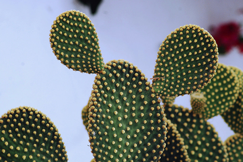 Opuntia microdasys (Bunny Ears Cactus) - 5 Gallon