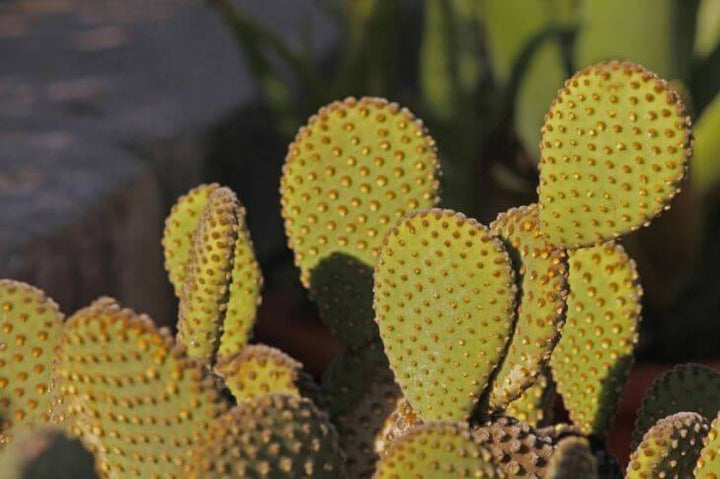 Opuntia microdasys (Bunny Ears Cactus) - 5 Gallon