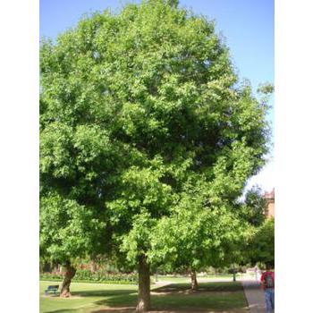 Modesto Ash  (Fraxinus velutina 'Modesto') - 15 Gallon Standard