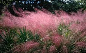 Muhlenbergia capillaris 'Regal Mist' ('Lenca') Pink Muhly - 5 Gallon
