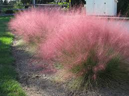 Muhlenbergia capillaris 'Regal Mist' ('Lenca') Pink Muhly - 5 Gallon