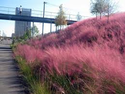 Muhlenbergia capillaris 'Regal Mist' ('Lenca') Pink Muhly - 5 Gallon