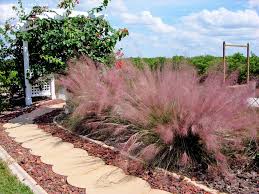 Muhlenbergia capillaris 'Regal Mist' ('Lenca') Pink Muhly - 5 Gallon