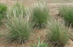 Muhlenbergia rigens Deer Grass - 5 Gallon