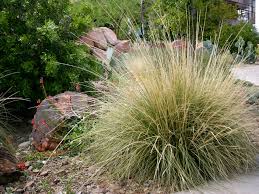 Muhlenbergia rigens Deer Grass - 5 Gallon