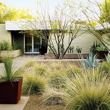 Muhlenbergia rigens Deer Grass - 5 Gallon