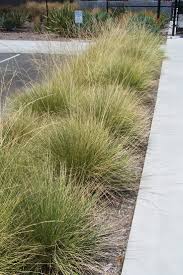 Muhlenbergia rigens Deer Grass - 5 Gallon