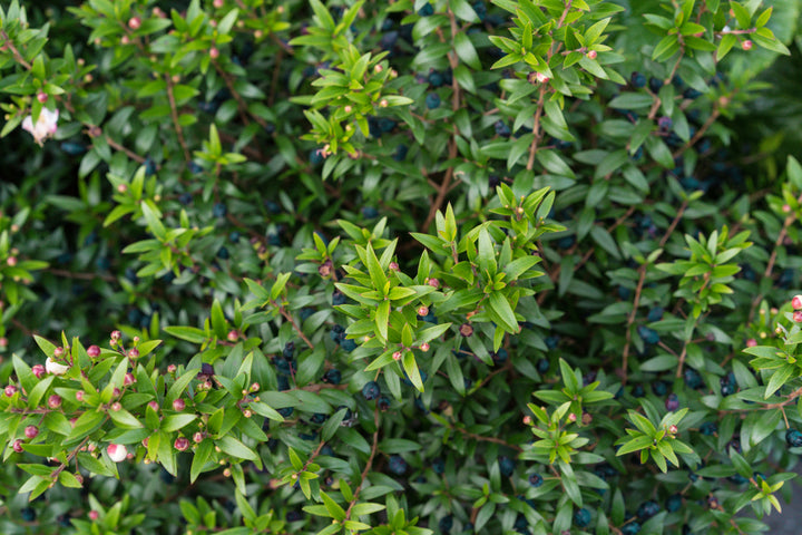 Dwarf Myrtle - 5 Gallon