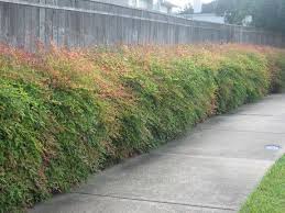 Nandina Domestica 'Heavenly Bamboo' - 5 Gallon