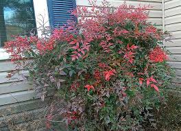 Nandina Domestica 'Heavenly Bamboo' - 5 Gallon