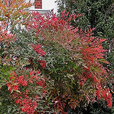 Nandina Domestica 'Heavenly Bamboo' - 5 Gallon