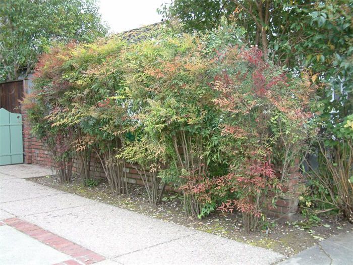 Nandina Domestica 'Heavenly Bamboo' - 5 Gallon