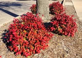 Nandina Domestica Nana 'Heavenly Bamboo Nana' - 5 Gallon