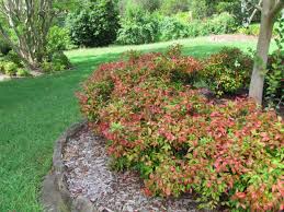 Nandina Domestica Nana 'Heavenly Bamboo Nana' - 5 Gallon