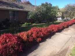 Nandina Domestica Nana 'Heavenly Bamboo Nana' - 5 Gallon