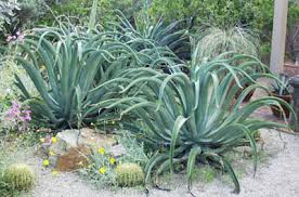 Agave vilmoriniana Octopus Agave - 5 Gallon
