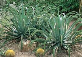 Agave vilmoriniana Octopus Agave - 5 Gallon