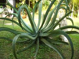 Agave vilmoriniana Octopus Agave - 5 Gallon