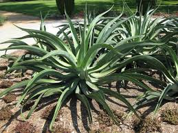 Agave vilmoriniana Octopus Agave - 5 Gallon