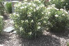 White Oleander - 5 Gallon