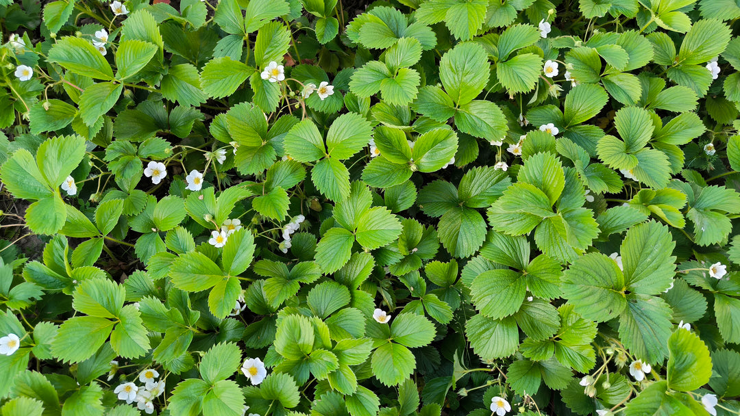 Ornamental Strawberry 'Fragaria Chiloensis' - Flat