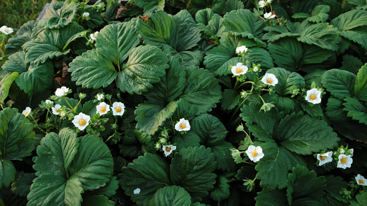 Ornamental Strawberry 'Fragaria Chiloensis' - Flat