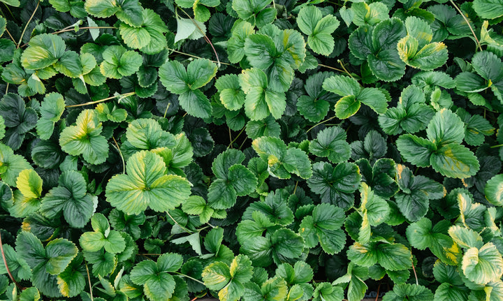 Ornamental Strawberry 'Fragaria Chiloensis' - Flat