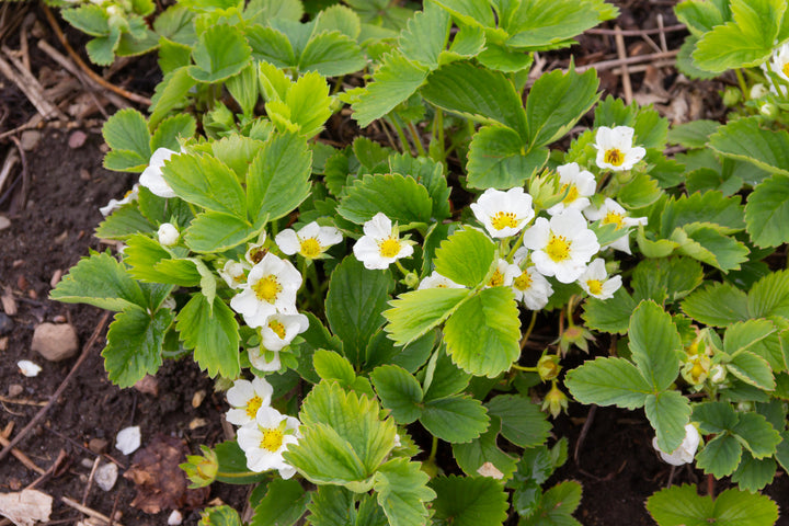Ornamental Strawberry 'Fragaria Chiloensis' - Flat