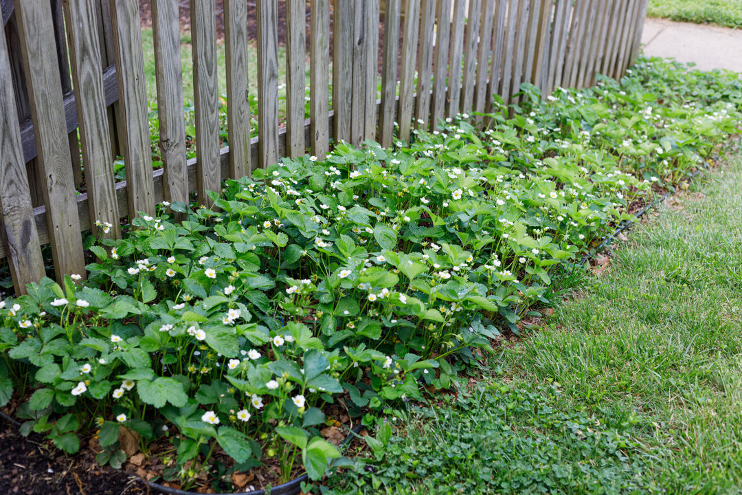 Ornamental Strawberry 'Fragaria Chiloensis' - Flat