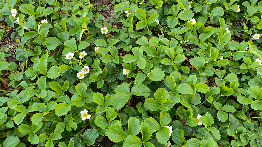 Ornamental Strawberry 'Fragaria Chiloensis' - Flat