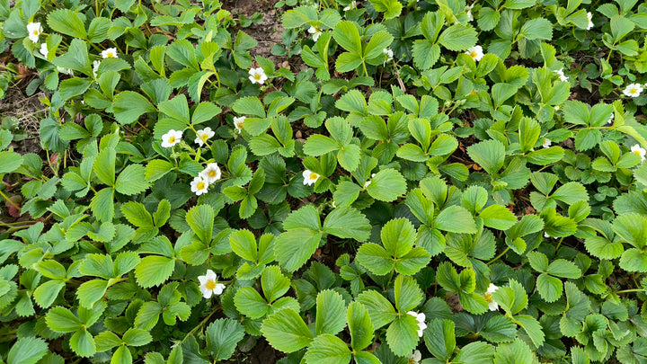 Ornamental Strawberry 'Fragaria Chiloensis' - Flat