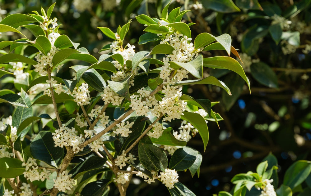 Fragrant Tea Olive - 5 Gallon Bush