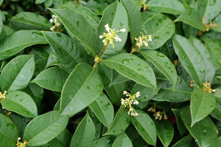 Fragrant Tea Olive - 5 Gallon Bush