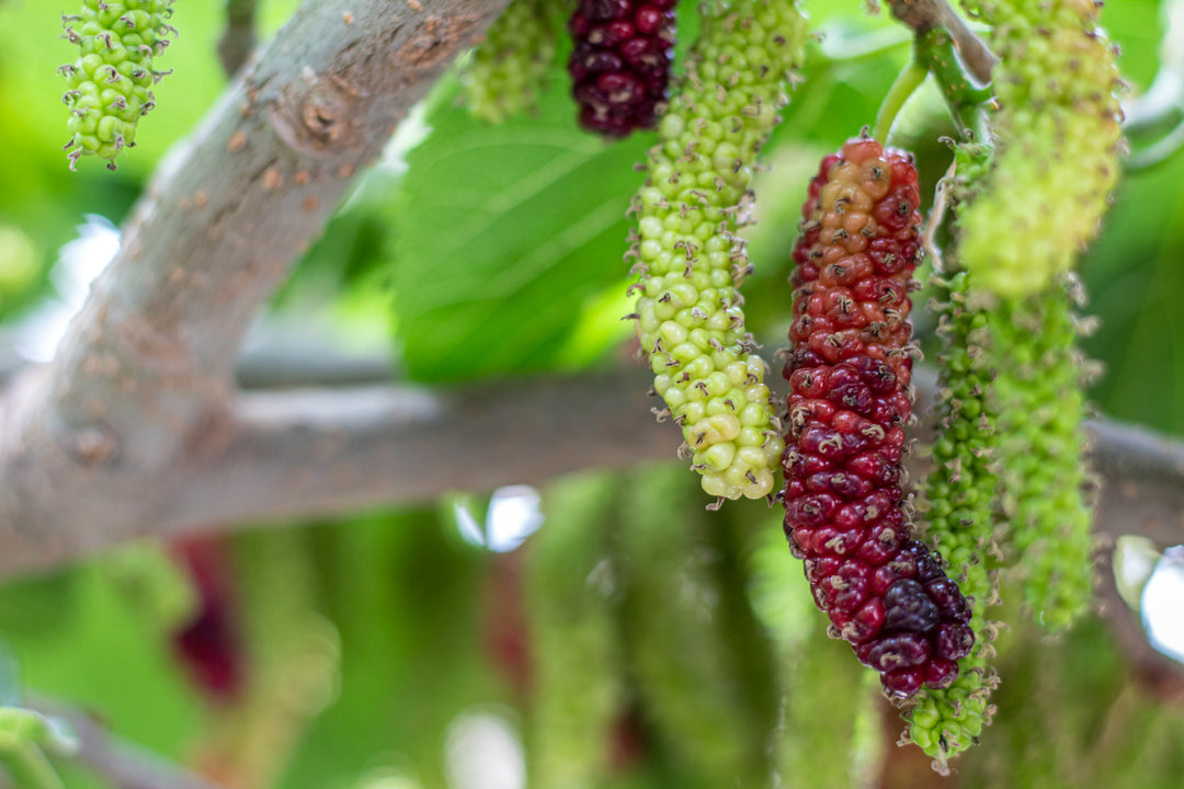 Pakistan Mulberry Tree - 15 Gallon