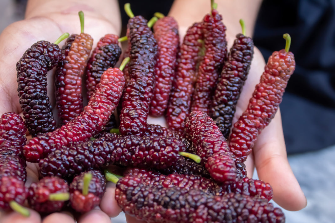 Pakistan Mulberry Tree - 15 Gallon
