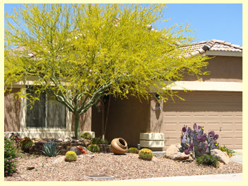 Cercidium 'Desert Museum' Low Branch Palo Verde - 24" Box