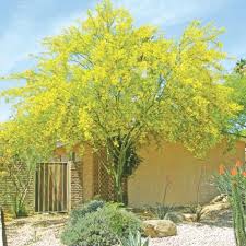 Cercidium 'Desert Museum' Low Branch Palo Verde - 24" Box