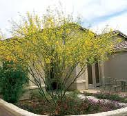 Cercidium 'Desert Museum' Low Branch Palo Verde - 24" Box