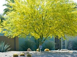Cercidium 'Desert Museum' Low Branch Palo Verde - 24" Box