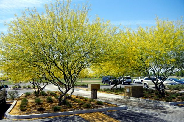 Cercidium 'Desert Museum' Low Branch Palo Verde - 24" Box