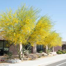 Cercidium 'Desert Museum' Low Branch Palo Verde - 24" Box