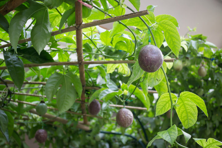 Passion Fruit Vine -  15 Gallon