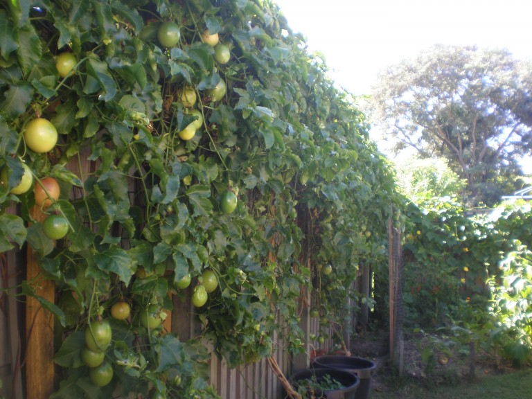 Passion Fruit Vine -  15 Gallon